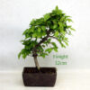 Korean Hornbeam Bonsai Tree Number 86P available to buy online from All Things Bonsai Sheffield Yorkshire with free UK delivery