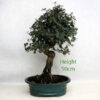 Cork Oak Bonsai Tree Number 256P available to buy online from All Things Bonsai Sheffield Yorkshire with free UK delivery