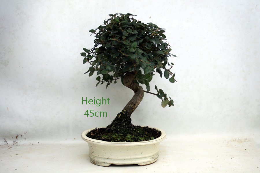Cork Oak Bonsai Tree Number 105B available to buy online from All Things Bonsai Sheffield Yorkshire with free UK delivery
