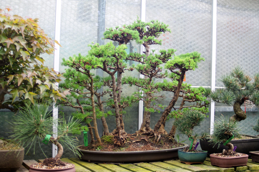 Japanese Larch Bonsai Tree Group Number 325P available to buy from All Things Sheffield Yorkshire UK