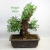 Cork Bark Chinese Elm Bonsai Tree Number 245P available to buy online from All Things Bonsai Sheffield Yorkshire with free UK delivery