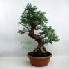 Cork Bark Chinese Elm Bonsai Tree Part Trained Number 253P available to buy online from All Things Bonsai Sheffield Yorkshire with free UK delivery