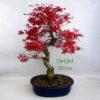 Acer Palmatum Deshojo Japanese Maple Bonsai Tree Number 55Y available to buy online from All Things Bonsai Sheffield Yorkshire with free UK delivery