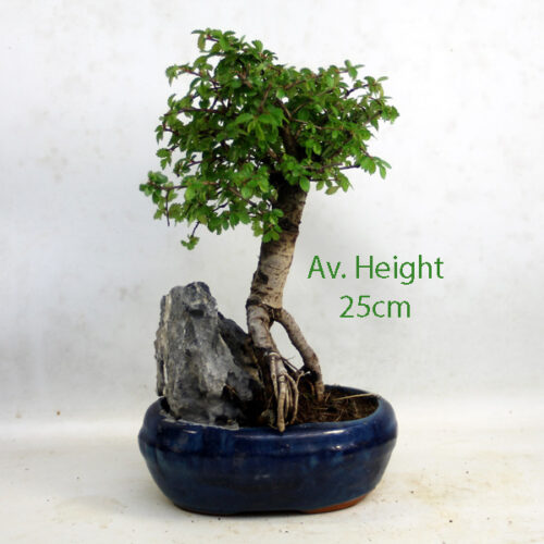 Chinese Elm Bonsai Trees With Rock available to buy online from All Things Bonsai Sheffield Yorkshire with free UK delivery