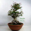 Pomegranate Nejikan Flowering Bonsai Tree Part Trained Number 34P available to buy online from All Things Bonsai Sheffield Yorkshire with free UK delivery