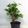 Mulberry Bonsai Tree Part Trained Number 78Y available to buy online from All Things Bonsai Sheffield Yorkshire with free UK delivery