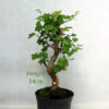 Mulberry Bonsai Tree Part Trained Number 101Y available to buy online from All Things Bonsai Sheffield Yorkshire with free UK delivery