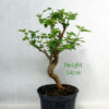 Mulberry Bonsai Tree Part Trained Number 55P available to buy online from All Things Bonsai Sheffield Yorkshire with free UK delivery