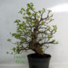 Mulberry Bonsai Tree Part Trained Number 341P available to buy online from All Things Bonsai Sheffield Yorkshire with free UK delivery