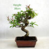 Pomegranate Nejikan Flowering Bonsai Tree Punica Number 21P available to buy online from All Things Bonsai Sheffield Yorkshire with free UK delivery
