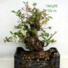 Crab Apple Flowering Bonsai Tree Part Trained Malus Number 275P available to buy from All Things Bonsai Sheffield Yorkshire UK