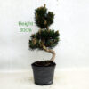Dwarf Black Pine Part Trained Bonsai Tree Pinus Thunbergii Number 223P available to buy online from All Things Bonsai Sheffield Yorkshire with free UK delivery