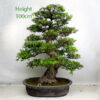Azalea Flowering Bonsai Tree Number 36P available to buy from All Things Bonsai Sheffield Yorkshire UK