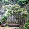 Acer Palmatum Japanese Maple Bonsai Tree Forest Number 304P available to buy from All Things Bonsai Sheffield Yorkshire UK