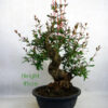 Pomegranate Nejikan Flowering Bonsai Tree Part Trained Number 60Y