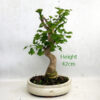 Ginkgo Bonsai Tree Number 241P available to buy online from All Things Bonsai Sheffield Yorkshire with free UK delivery