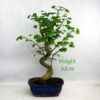 Ginkgo Bonsai Tree Number 140P available to buy online from All Things Bonsai Sheffield Yorkshire with free UK delivery