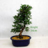 Azalea Hoshi No Kagayaki Flowering Bonsai Tree Number 125P available to buy online from All Things Bonsai Sheffield Yorkshire with free UK delivery