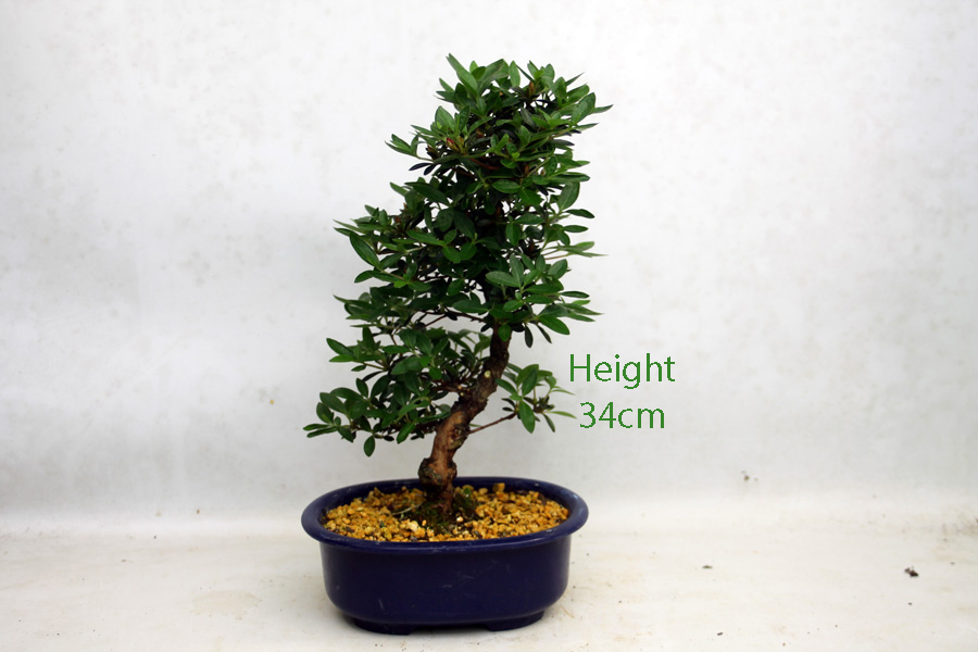 Azalea Hoshi No Kagayaki Flowering Bonsai Tree Number 125P available to buy online from All Things Bonsai Sheffield Yorkshire with free UK delivery