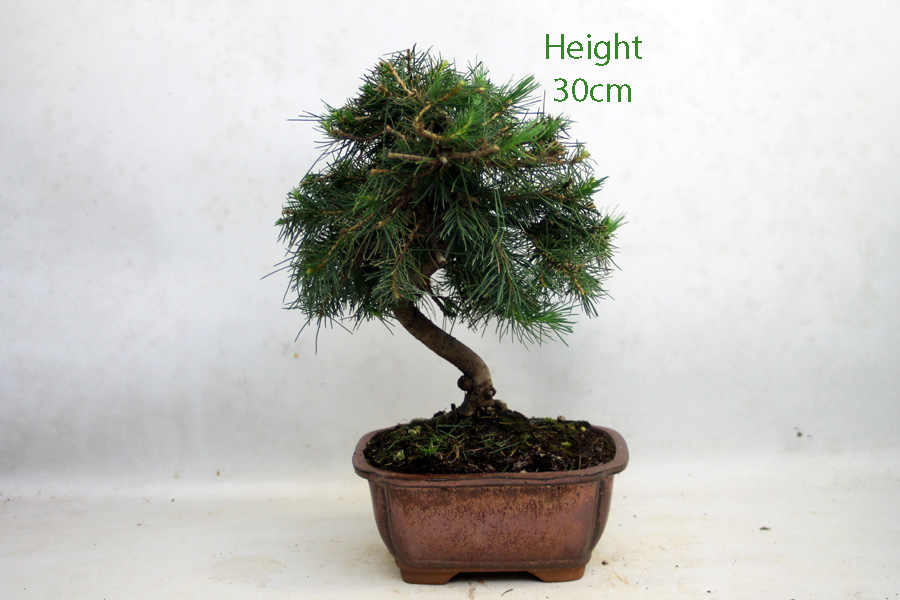 Aleppo Pine Bonsai Tree Number 16Y