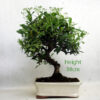 Pyracantha Flowering Bonsai Tree Number 71