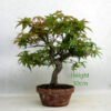 Acer Palmatum Japanese Maple Bonsai Tree Part Trained Number 78Y