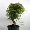 Acer Palmatum Japanese Maple Bonsai Tree Part Trained Number 82P