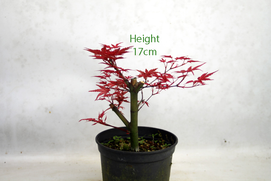 Small Ungrafted Deshojo Bonsai Tree Part Trained Japanese Maple Number 148P