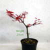 Small Ungrafted Deshojo Bonsai Tree Part Trained Japanese Maple Number 7P