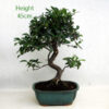 Pyracantha Flowering Bonsai Tree Number 22Y