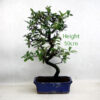Pyracantha Flowering Bonsai Tree Number 1Y
