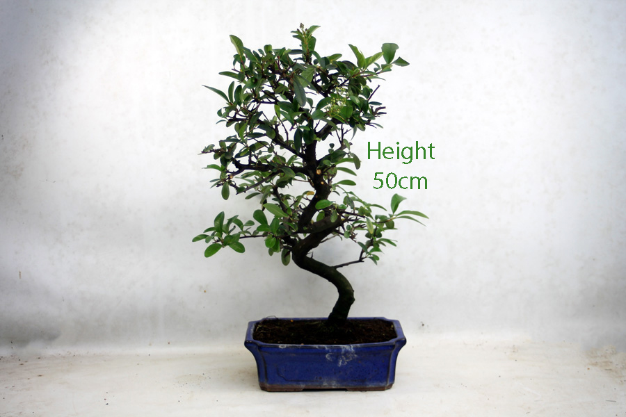 Pyracantha Flowering Bonsai Tree Number 1Y