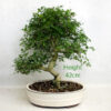 Mediterranean Ash Bonsai Tree number 166P