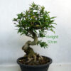 Pomegranate Nejikan Flowering Bonsai Tree Part Trained Number 158P