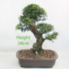 Cork Bark Chinese Elm Bonsai Tree Number 192P