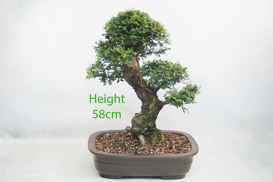 Cork Bark Chinese Elm Bonsai Tree Number 192P