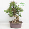 Pomegranate Nejikan Flowering Bonsai Tree Part Trained Number 240P