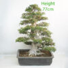 Azalea Flowering Bonsai Tree Number 25P