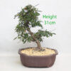 Azalea Asazakura Flowering Bonsai Tree Number 15Y