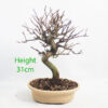 Pomegranate Nejikan Flowering Bonsai Tree Punica Number 238P