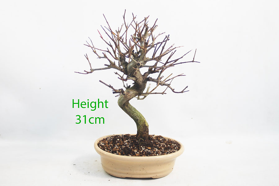 Pomegranate Nejikan Flowering Bonsai Tree Punica Number 238P