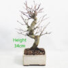 Pomegranate Nejikan Flowering Bonsai Tree Punica Number 35P