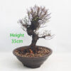 Seiju Elm Bonsai Tree Number 199P