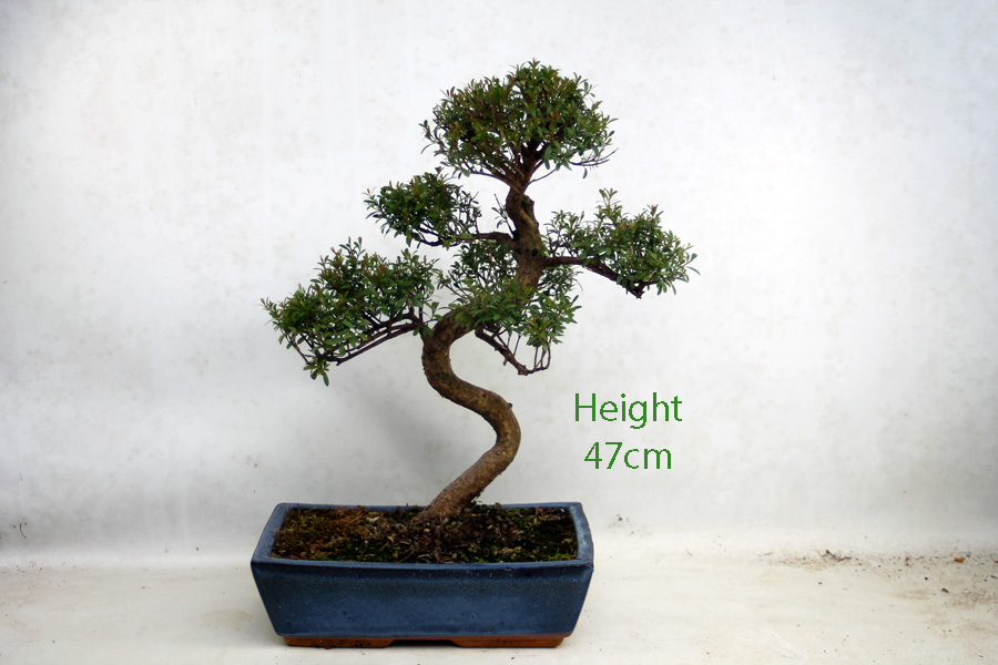Syzygium Flowering Bonsai Tree Number 94Y