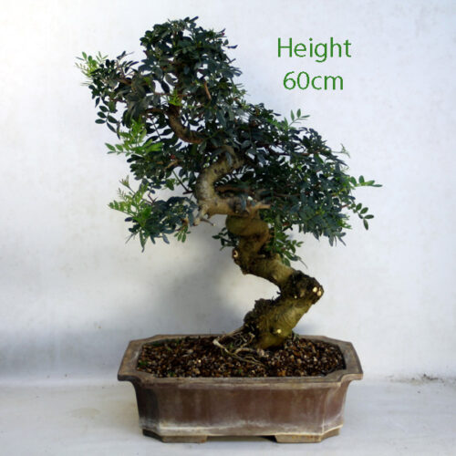 Pistachio Bonsai Tree Number 71