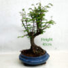 Dawn Redwood Bonsai Tree Number 257P
