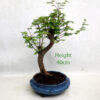 Dawn Redwood Bonsai Tree Number 31P