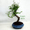 Dawn Redwood Bonsai Tree Number 140P
