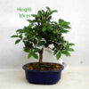 Azalea Kaminoyamakirin Flowering Bonsai Tree Number 10Y