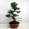 Seiju Elm Bonsai Tree Number 333P
